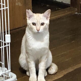 （里親様決定）ビビりんなイケメン・かなた