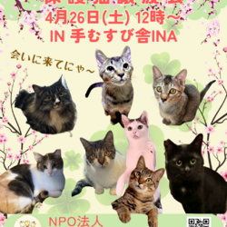 なごの家保護猫譲渡会in手むすび舎 ina 伊奈町 サムネイル1