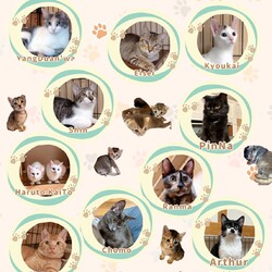 なごの家保護猫譲渡会in手むすび舎 ina 伊奈町 サムネイル2