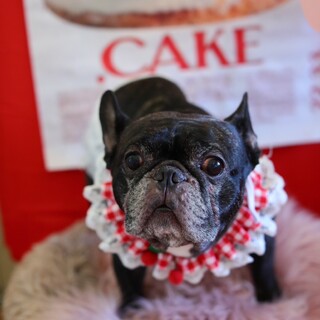 フレンチブルドッグ