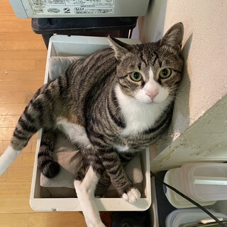 2歳10ヶ月　白キジ猫　甘えん坊　パークくん