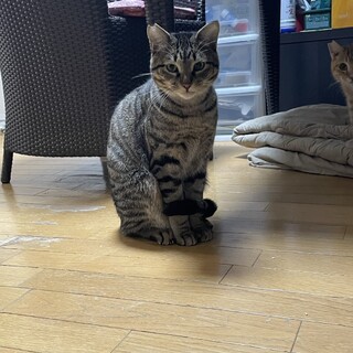 2歳10ヶ月　キジ猫　イケメン　キンくん