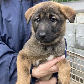 可愛い７兄妹❗️1/28生　オットリなハルオくん