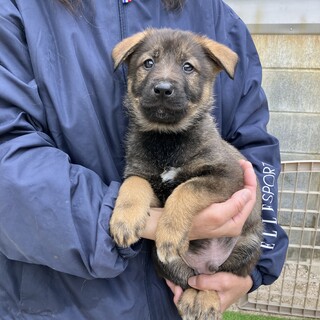 元気な７兄妹❗️1/28生　ヤンチャなタイガくん