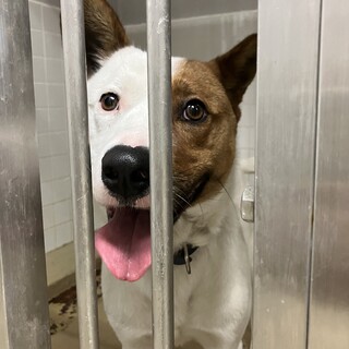 殺処分対象❗️飼主持込み２歳の男の子