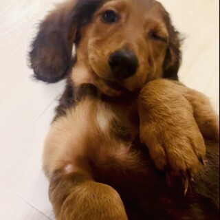 スタンダードダックス 女の子 生後3ヶ月