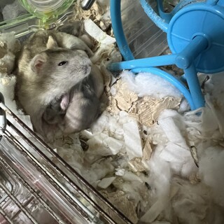 ジャンガリアン赤ちゃん７匹