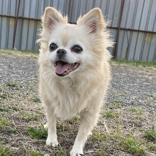 温厚でいつもしっぽフリフリのベーグルちゃん