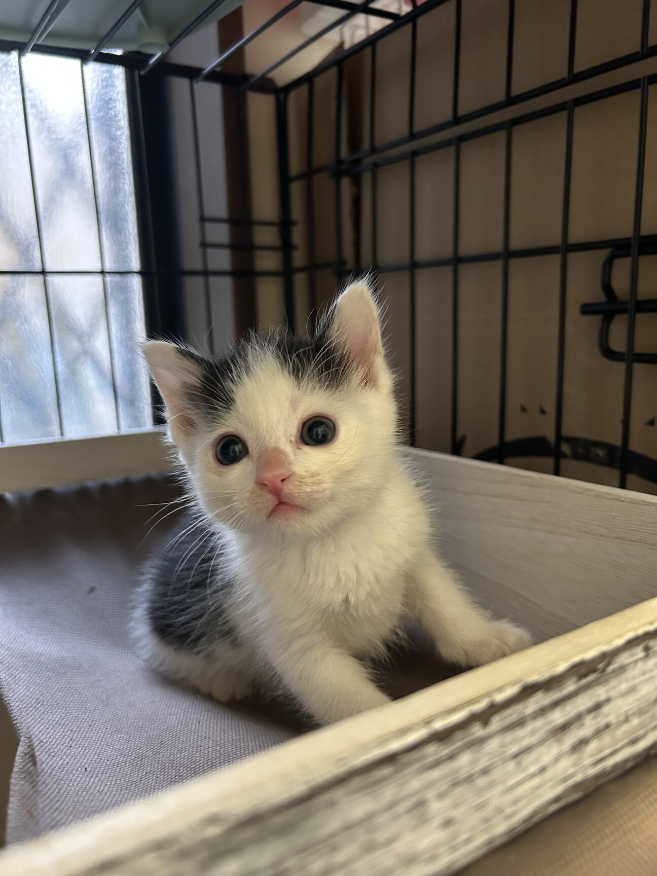 残1。猫の親子 イギリス製 生後1ヶ月弱兄妹①ハチワ」大阪府 - 猫の里親募集(514251