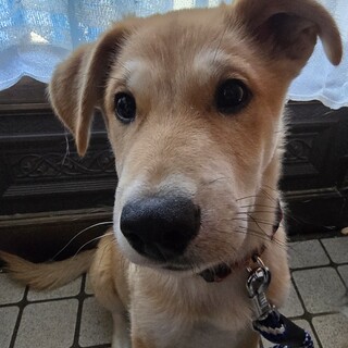 里親が決定しました。