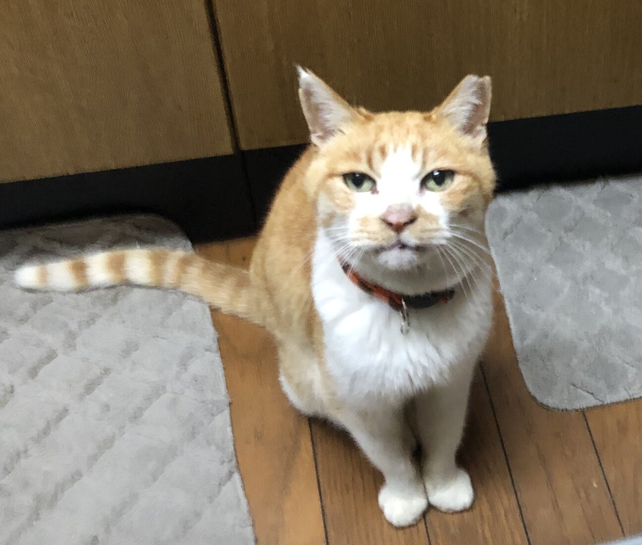 輪　（わっか）