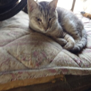 大切に育ててきました。