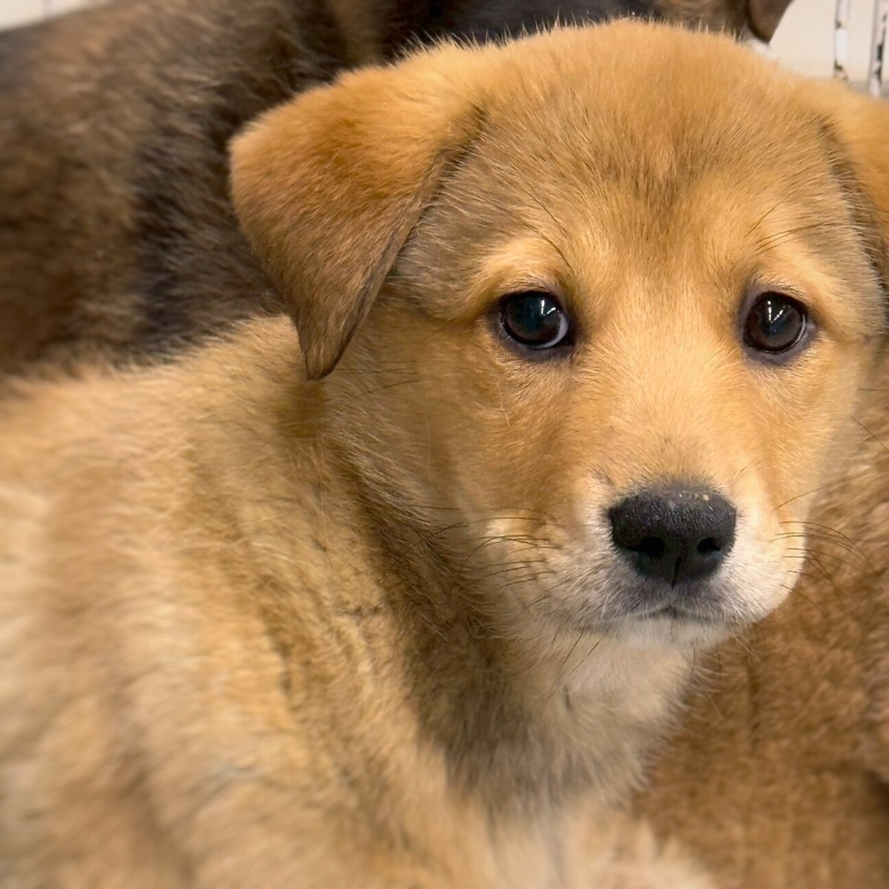 かわいい子犬 こしちゃん...」岡山県 - 犬の里親募集(514274) 1 ...