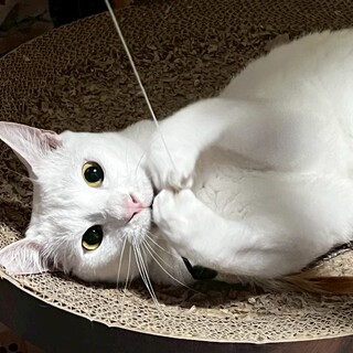 他のサイトで里親が決まりました