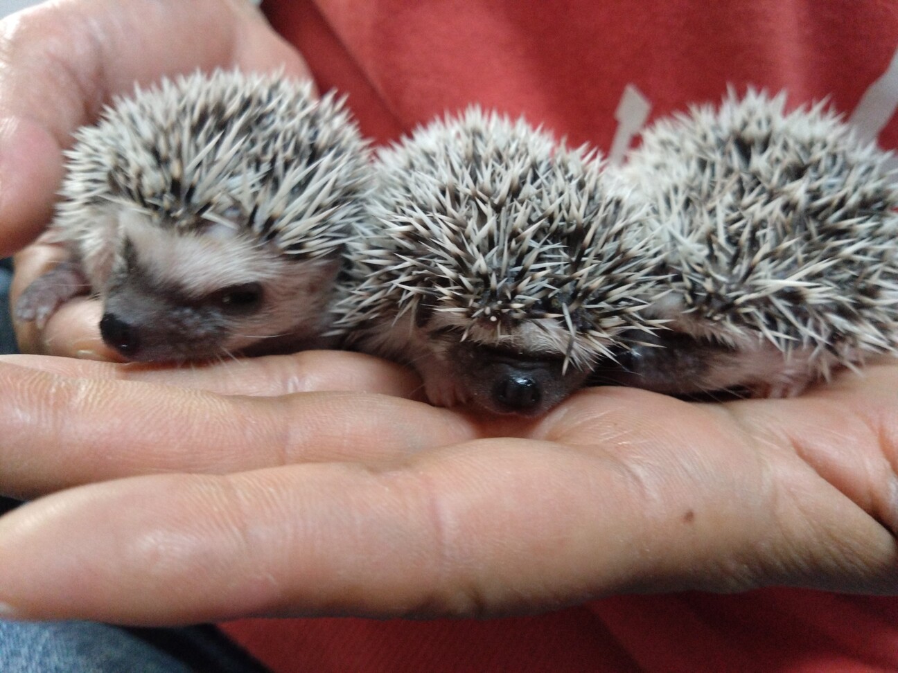 ハリネズミの赤ちゃんの里...」千葉県 - 小動物の里親募集(514304) 1枚  