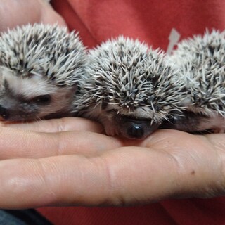 ハリネズミの赤ちゃんの里親様探しております。