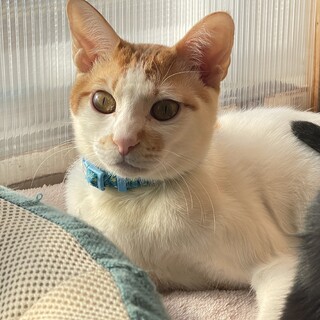 ぴこぴこ尻尾★京也★ちょいびびりの遊び好き