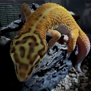 ヒョウモントカゲモドキの里親さんを募集します