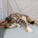 きれいな模様ののんびり屋さん