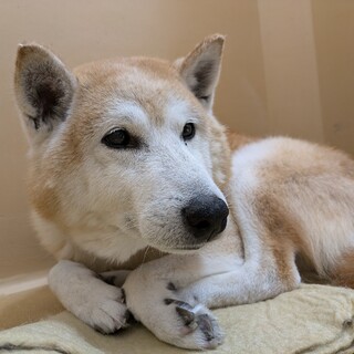 おっとりした柴犬風わんちゃんです