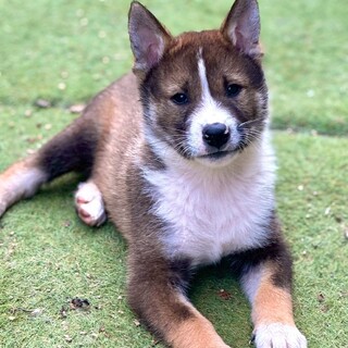 3ヶ月の四国犬のお家探しています