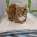 グルメな男の子です