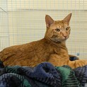 高い声が自慢なイケメン猫