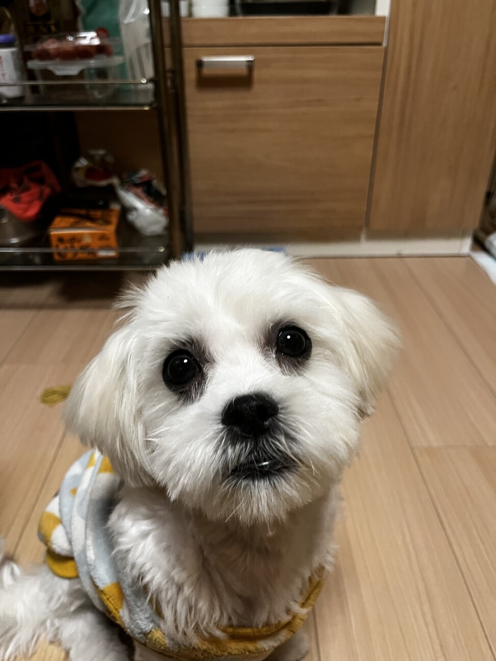 人懐こいマルペキの仔犬」香川県 - 犬の里親募集(514346) 4枚目の画像