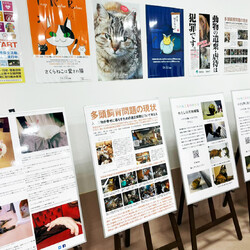 ひらのでツナグ！「ねことうさぎ」もふもふ譲渡会 サムネイル2