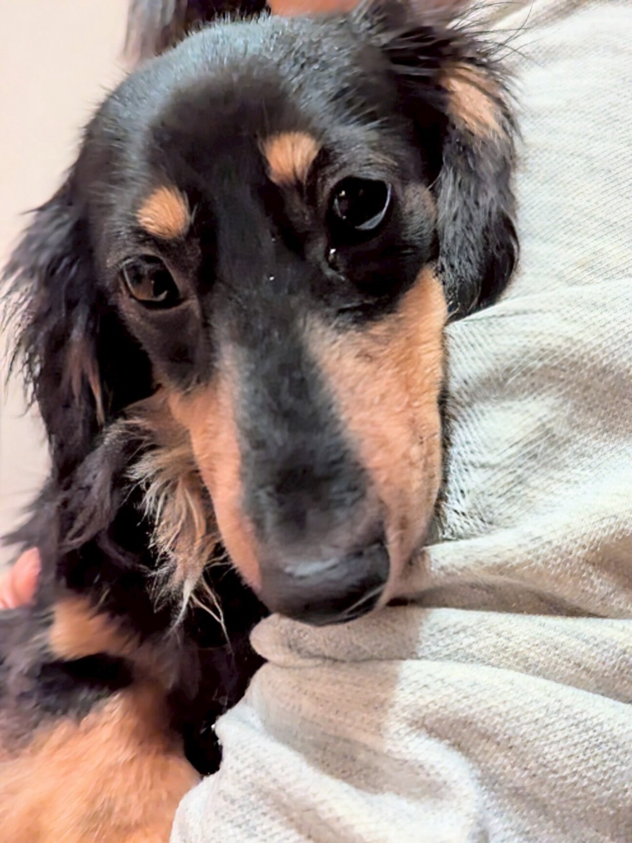 KOSEN ダックスフンド　モヘア　値下げ不可 KOSEN ダックスフンド モヘア 値下げ不可 楽天市場】【在庫あり】Kosen