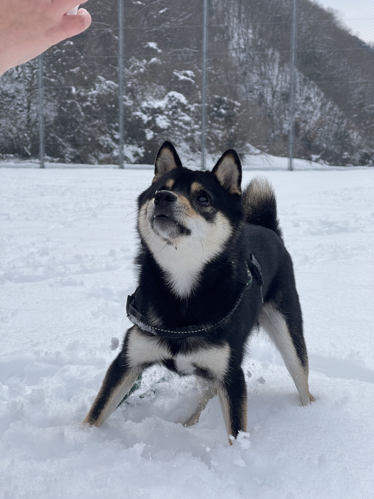 1歳 人が大好きな豆柴(黒)」広島県 - 犬の里親募集(514361) 1枚目の