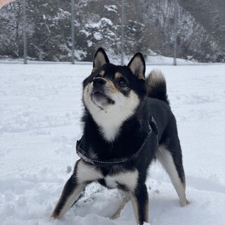 1歳　人が大好きな豆柴(黒)