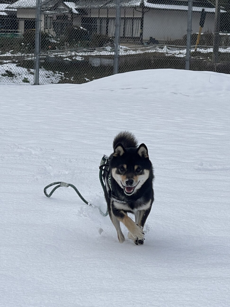 1歳　人が大好きな豆柴(黒) サムネイル2