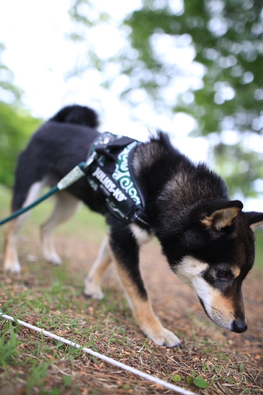 1歳　人が大好きな豆柴(黒) サムネイル4