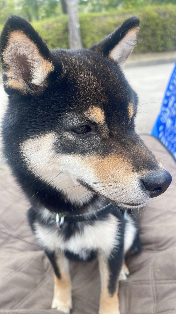 1歳　人が大好きな豆柴(黒) サムネイル5