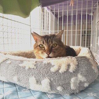 見学ok！とても優しくて穏やかなキジトラ君