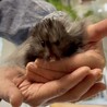 ハムちゃんの里親さん募集 サムネイル2