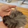 ハムちゃんの里親さん募集 サムネイル4