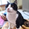 ◆6/28◆３本足でもへっちゃら！甘えん坊♥ひかる