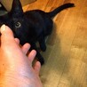 キュートで魅力満載な黒仔ネコちゃん サムネイル3