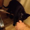 キュートで魅力満載な黒仔ネコちゃん サムネイル7
