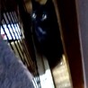 キュートで魅力満載な黒仔ネコちゃん サムネイル6