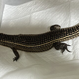 オニプレート①