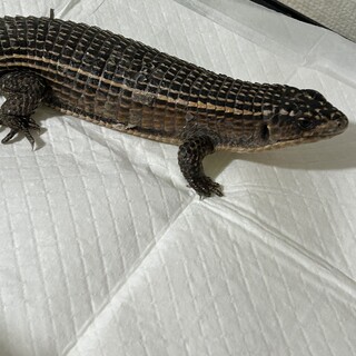 オニプレート②