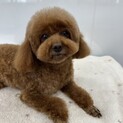 アリエルちゃん(６歳)トイプードル♀