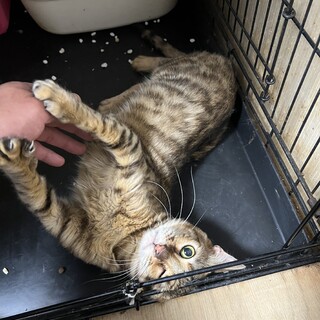 ベンガルです。伊勢市