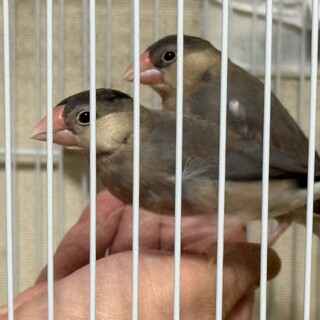 桜文鳥２羽里親募集