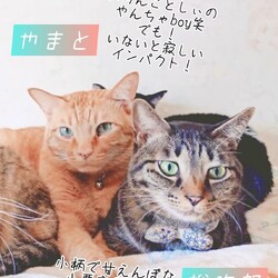 まだら家 サムネイル2