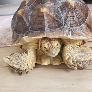 優しい里親様募集します