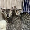 里親決定。若いママ猫かのんちゃん避妊済み サムネイル3